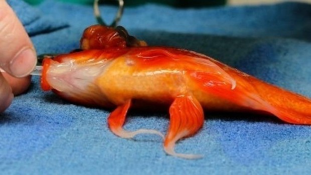 Special Interest – Aussie Man Has Brain Tumor Removed from Pet Goldfish