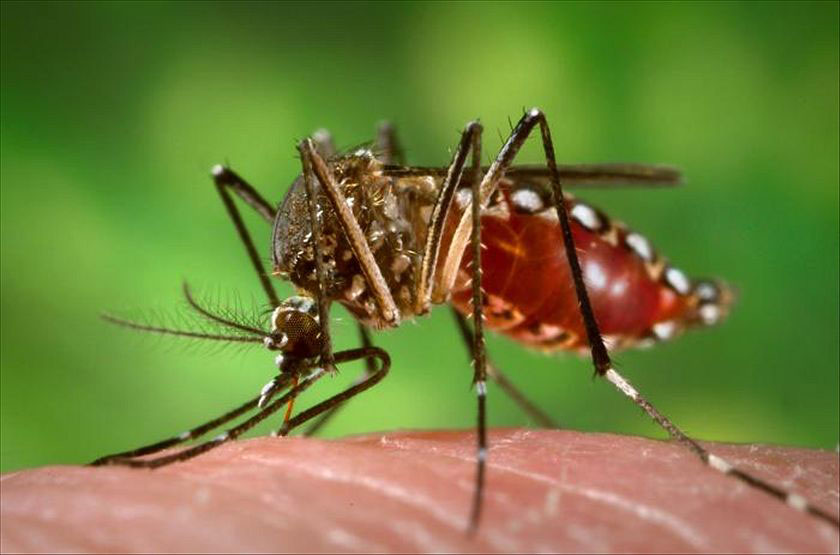 First-ever dengue fever vaccine gets green light in Mexico